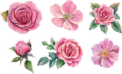 Naklejka premium set of pink roses vector