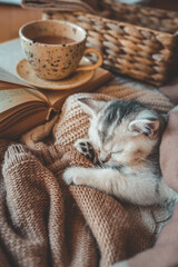 Sleeping kitten wrapped in soft brown knits next to an open book and ceramic cup, creating a warm and cozy autumn or winter reading scene