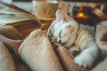 Gardinen Fallen Cute kitten sleeping peacefully on warm knit blankets with a candle, a book, and a cup of tea in the background, creating a cozy autumn or winter home scene  © shine.graphics