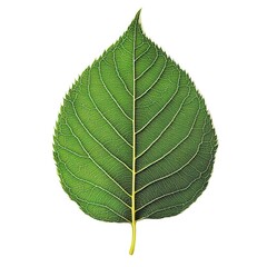 Obraz premium Single green leaf detailed close up on white background