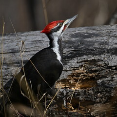 Fototapeta premium Pileated Woodpecker, 