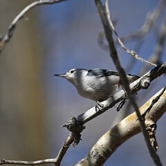 White-breasted Nuthatch on the branch, 