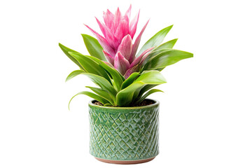 Pink bromeliad houseplant in green ceramic pot, isolated on transparent background