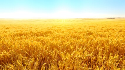 Fototapeta premium Lush golden wheat fields under a clear blue sky bathed in sunlight and casting long mesmerizing shadows