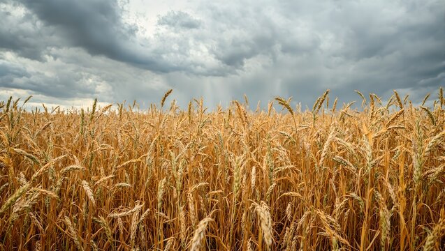 Dramatic harvest scene golden wheat field with heavy ripe stalks under stormy skies capturing rugged beauty and natures power - Powered by Adobe