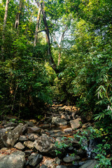 Water stream in the evergreen forest