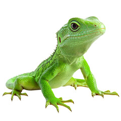 Obraz premium Green basilisk lizard isolated on white background Chinese water dragon Physignathus cocincinus beautiful color skin animal reptile wild nature wildlife scaly skin amphibian green basilisk double