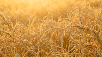 Fototapeta premium Golden hay field at sunset showcasing intricate straw texture A serene and rustic scene capturing warmth and countryside charm