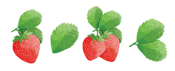 Strawberry Design elements. watercolour style vector illustration.