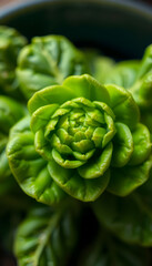 Fototapeta premium close up of a green flower in a pot