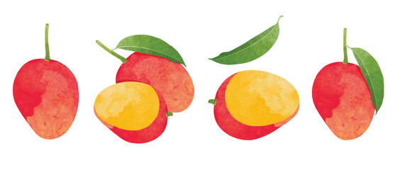 Mango Design elements. watercolour style vector illustration.