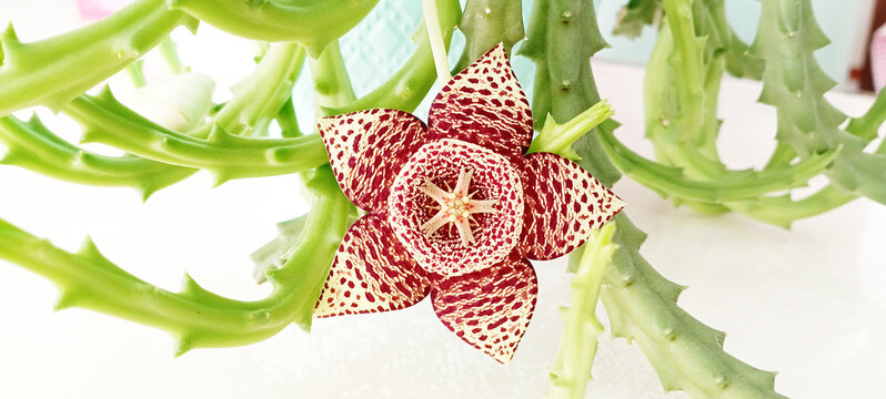 Sukulent flower in children's hands on a white background