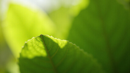 Close-up of a vibrant green leaf with serrated edges, backlit by sunlight