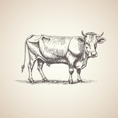 handrawn cow illustration graphic retro