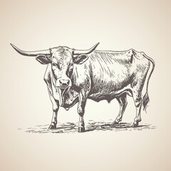 handrawn cow illustration graphic retro