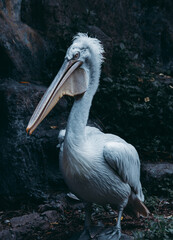 White Pelican in a Dark Environment
