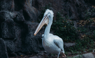 Grey Pelican in Natural Habitat