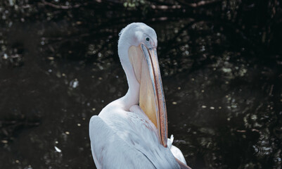 Close-up of a Majestic Pelican