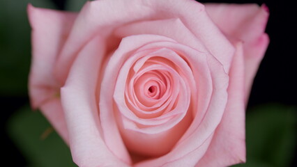A Delicate and Beautiful Pink Rose Blossom in Full Bloom, Radiating Pure Elegance and Charm