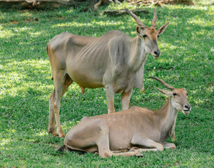 Two Nyala Antelopes in a Grassy Field