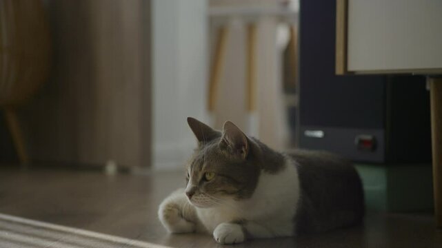Cat lying on floor in moody indoor light