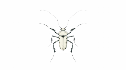 a black and white picture of a small beetle on a transparent background, PNG image, PNG file, Generative art.