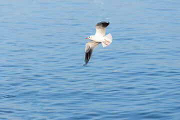 Seagull in Flight Above the Water