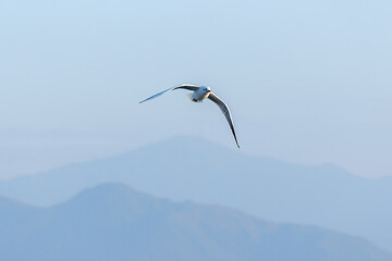 Flying Seagull Over Misty Mountains
