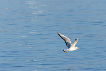 Seagull Soaring Above Azure Water