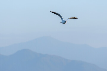A Solitary Seagull Soaring Above Misty Mountains