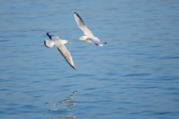 Two Seagulls Soaring Above the Water