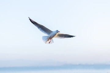 A Seagull Soaring in the Misty Sky