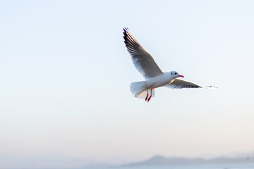 A Seagull Soaring Through the Air