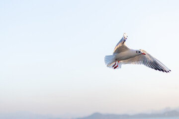 A Majestic Seagull Soaring Through the Sky