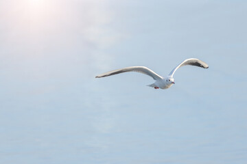 A Majestic Seagull Soaring in the Sky