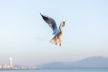 A Seagull Soaring Above the Ocean