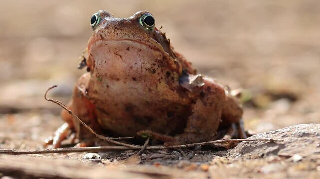 brown frog sitting on the ground, common toad on the forest floor, brown frog with green eyes in the undergrowth, amphibians in spring, amphibian mating season