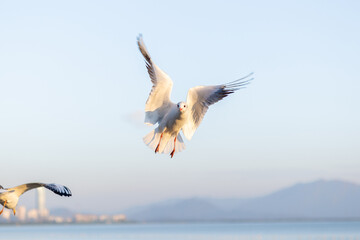 A Seagull Soaring Above the Water