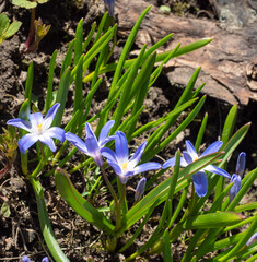 Fototapeta premium Blue flowers of Chionodoxa luciliae - Glory of the Snow. One of the very earliest signs of spring.The first spring flowers on natural background.