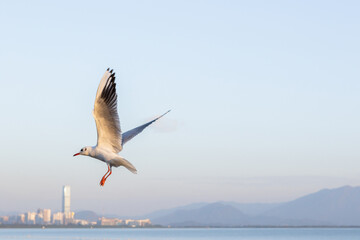 Soaring Seagull over Coastal Cityscape