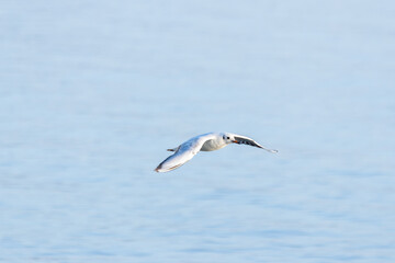 A Seagull Soaring Above the Water