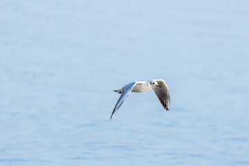 Seagull Soaring Above the Water