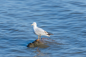 Seagull Perched on Driftwood