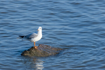 A Seagull Perched on a Rock in the Water