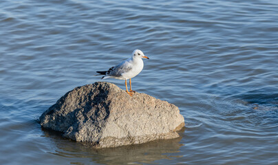 Seagull Perched on a Rock in Calm Water
