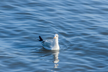 Seagull Swimming in Calm Water
