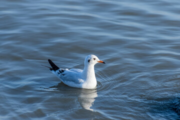 Seagull Floating on Calm Water