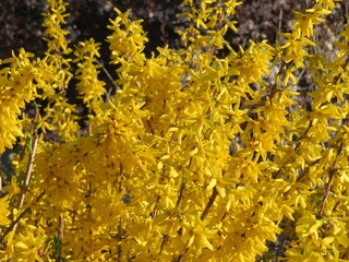 Frühlingsblüten Traum