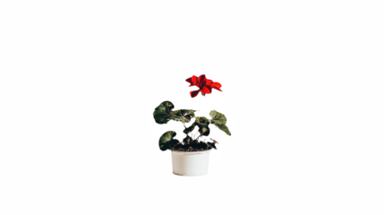 a small white vase filled with a single plant with red flowers on a transparent background, PNG image, PNG file, Generative art.