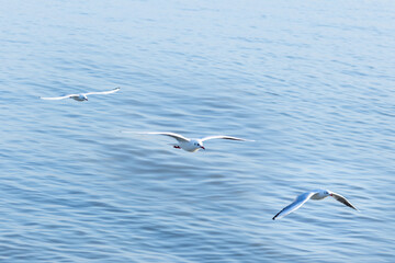 Seagulls Soaring Above the Ocean